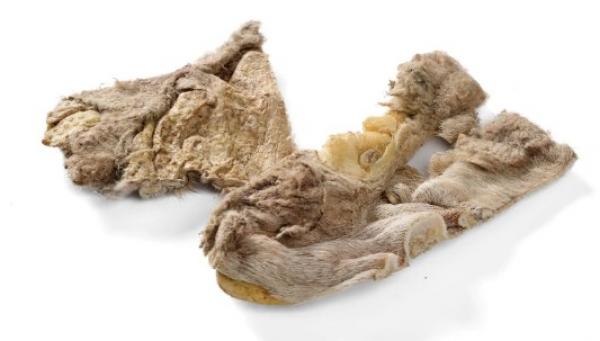 Lamm Kopfhaut gefriergetrocknet